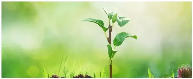 刚栽的果树苗什么时候能施肥 | 农业答疑