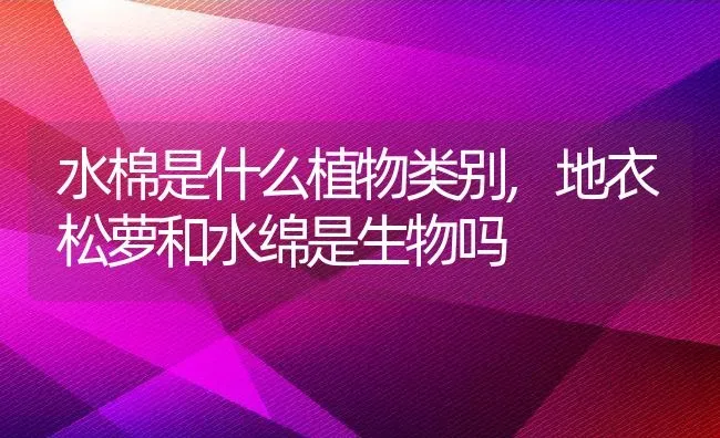 水棉是什么植物类别,地衣松萝和水绵是生物吗 | 养殖常见问题