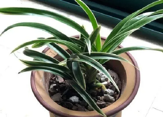 植物常识问题|兰花花芽分化期怎么养护快速开花