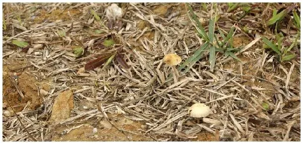 草菇菌种哪里卖 | 农业常识