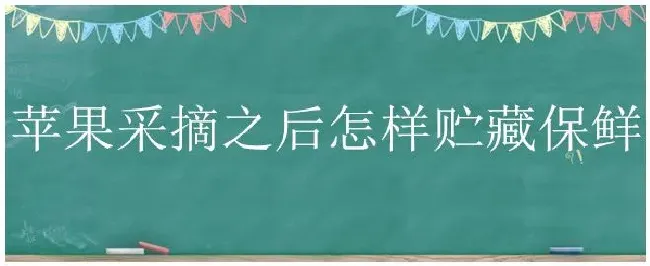 苹果采摘之后怎样贮藏保鲜 | 生活常识