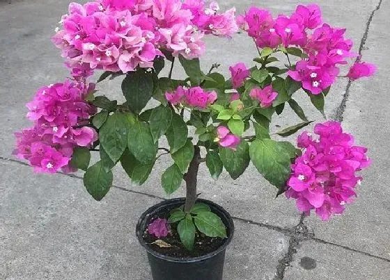 植物常识问题|秋天怎么养三角梅准能开花