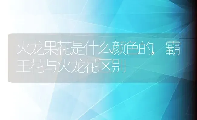 火龙果花是什么颜色的,霸王花与火龙花区别 | 养殖常见问题