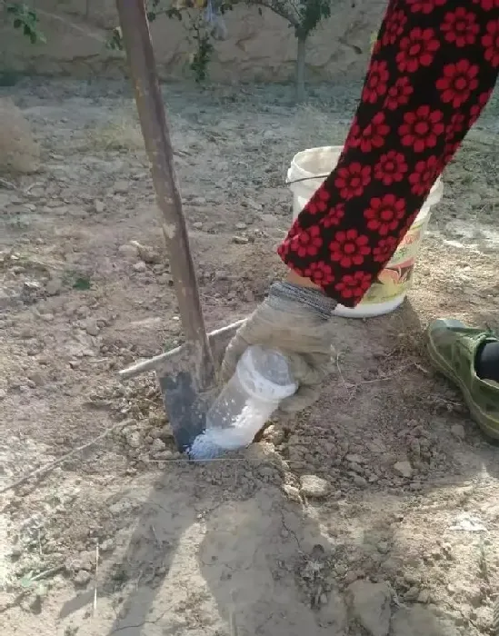 植物常识问题|给苹果树施肥应多远挖多深沟（苹果树开沟施肥方法）