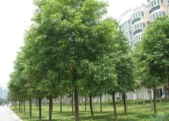 植物常识问题|家门前种什么树比较旺财 家门口栽什么树镇宅风水好