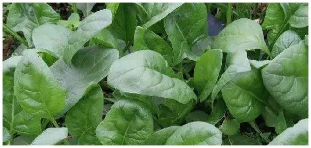 菠菜亩产量多少斤 | 农业答疑