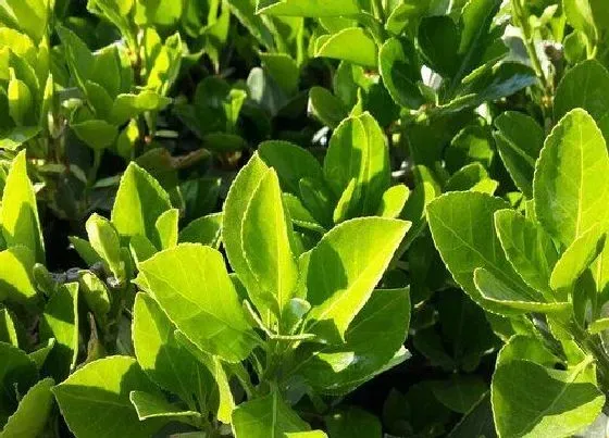 植物常识问题|灌木和乔木的区别