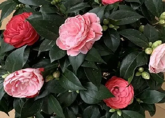 植物常识问题|茶花怎么养护  养护技巧