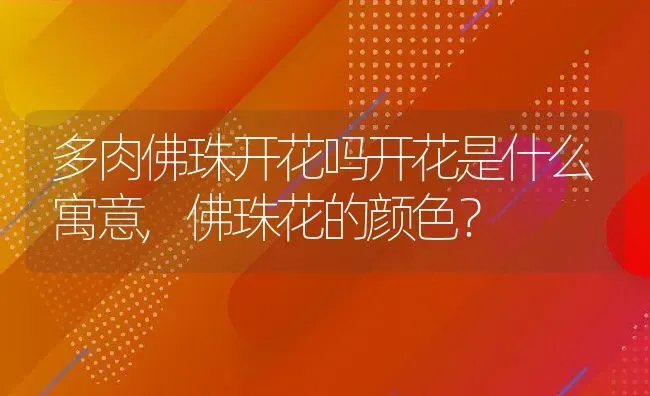 多肉佛珠开花吗开花是什么寓意,佛珠花的颜色？ | 养殖常见问题