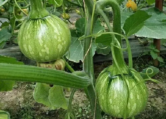 植物常识问题|南瓜架怎么搭