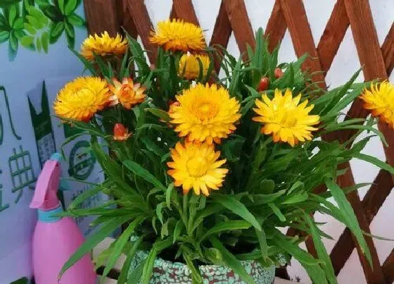 植物常识问题|菊花的品种有哪些