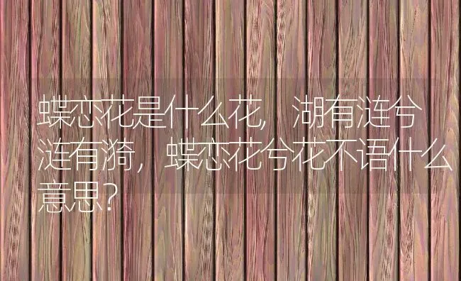 蝶恋花是什么花,湖有涟兮涟有漪，蝶恋花兮花不语什么意思？ | 养殖常见问题