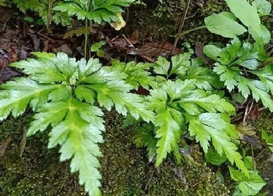 植物常识问题|胡黄连和黄连的区别