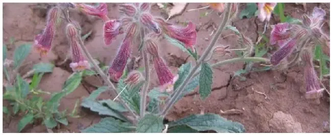 地黄的种植注意事项 | 农业常识