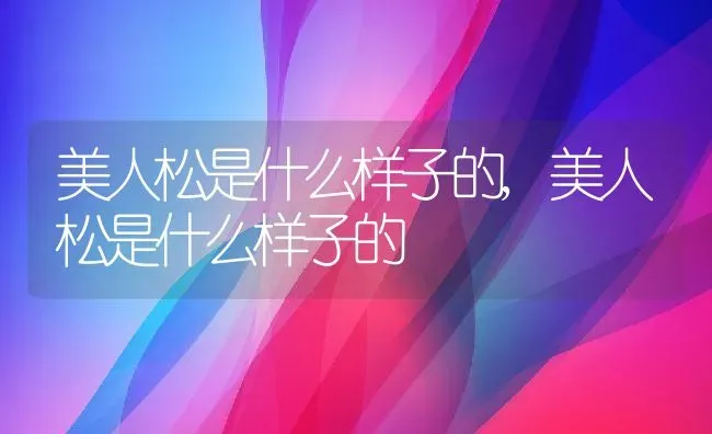 美人松是什么样子的,美人松是什么样子的 | 养殖常见问题