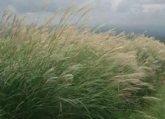 植物常识问题|芒草和芦苇的区别
