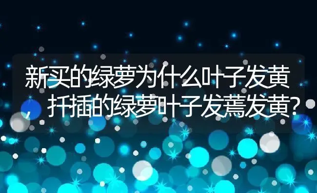 新买的绿萝为什么叶子发黄,扦插的绿萝叶子发蔫发黄？ | 养殖常见问题