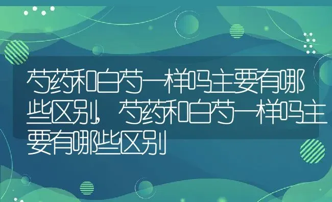 芍药和白芍一样吗主要有哪些区别,芍药和白芍一样吗主要有哪些区别 | 养殖常见问题