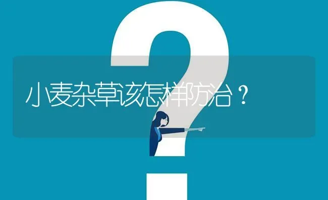 小麦杂草该怎样防治? | 养殖问题解答