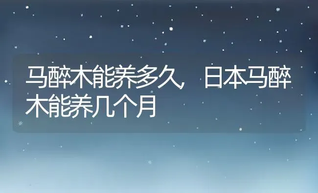 马醉木能养多久,日本马醉木能养几个月 | 养殖常见问题
