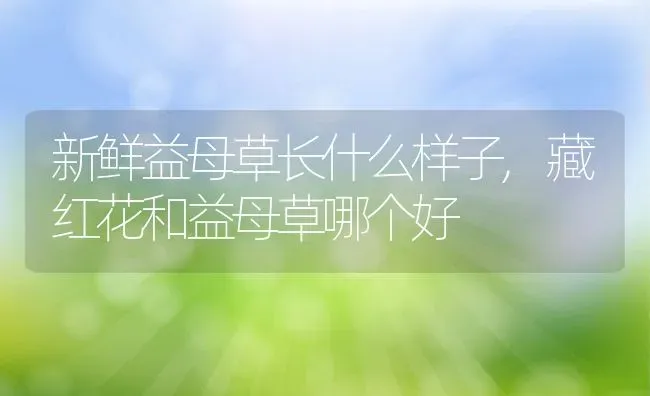 新鲜益母草长什么样子,藏红花和益母草哪个好 | 养殖常见问题