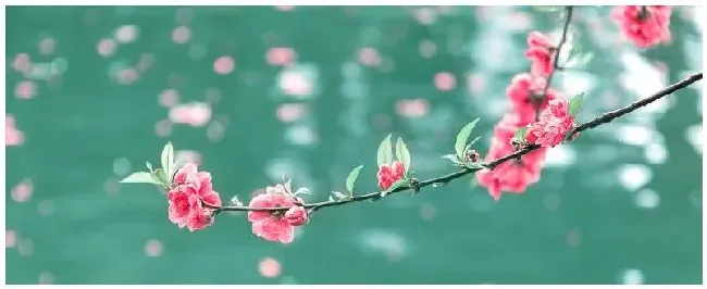 桃梅什么时候嫁接 | 农业问题