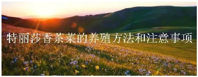 特丽莎香茶菜的养殖方法和注意事项 | 农业答疑