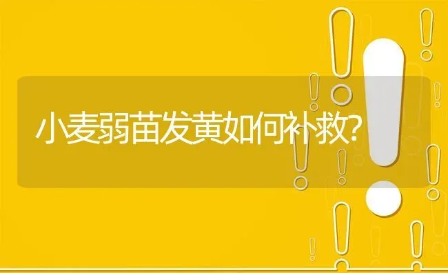 小麦弱苗发黄如何补救? | 养殖问题解答