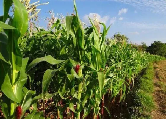 植物常识问题|玉米先控旺还是先追肥（玉米打了控旺药几天可以施肥）