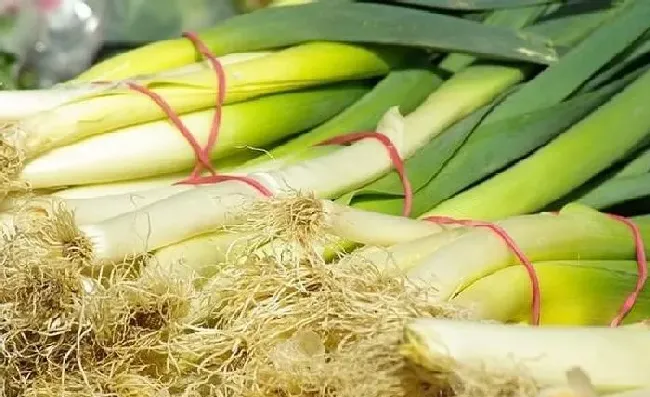 植物常识问题|影响大葱产量的因素有哪些（大葱怎样栽培管理产量高）