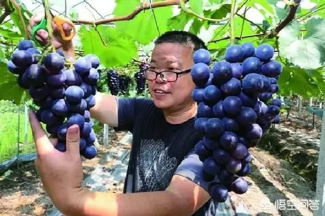 植物常识问题|葡萄缺钙的症状和治疗方法（葡萄缺钙是什么原因造成的）