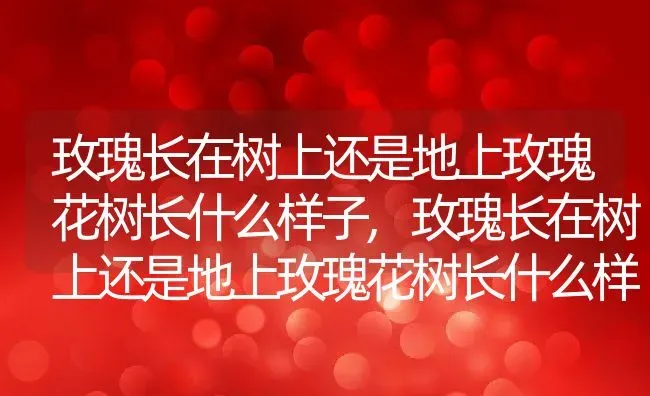 玫瑰长在树上还是地上玫瑰花树长什么样子,玫瑰长在树上还是地上玫瑰花树长什么样子 | 养殖常见问题