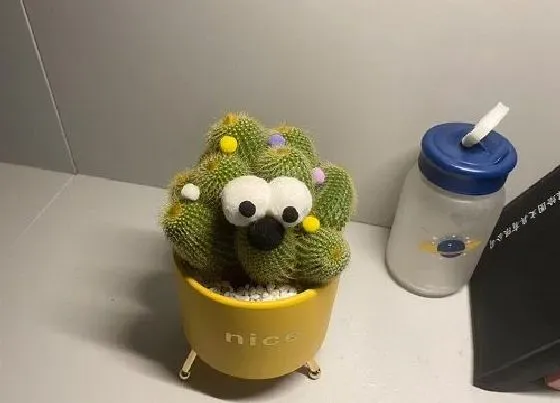 植物常识问题|多肉烂根该怎么预防处理