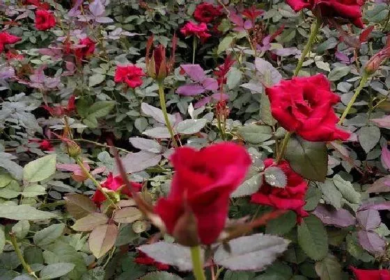 植物常识问题|月季虫害该如何进行应对呢