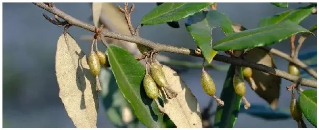 胡颓子种植注意事项 | 三农问答