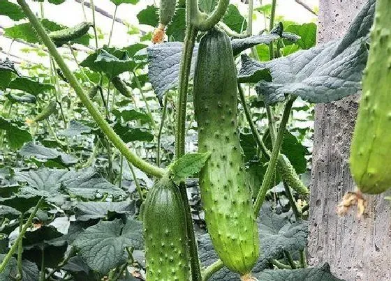 植物常识问题|黄瓜栽培技术