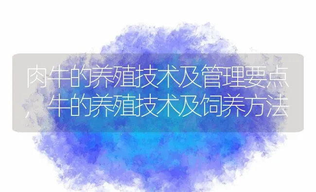 肉牛的养殖技术及管理要点,牛的养殖技术及饲养方法 | 养殖常见问题