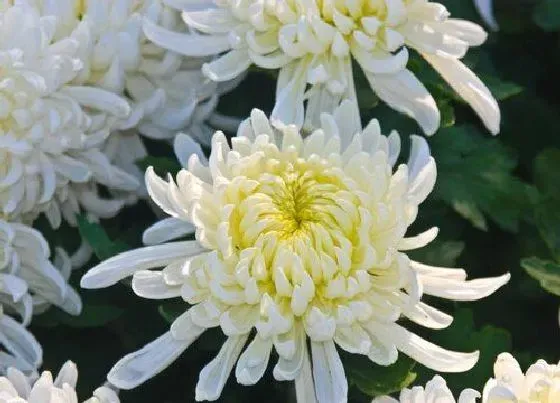植物常识问题|菊花的品种有哪些