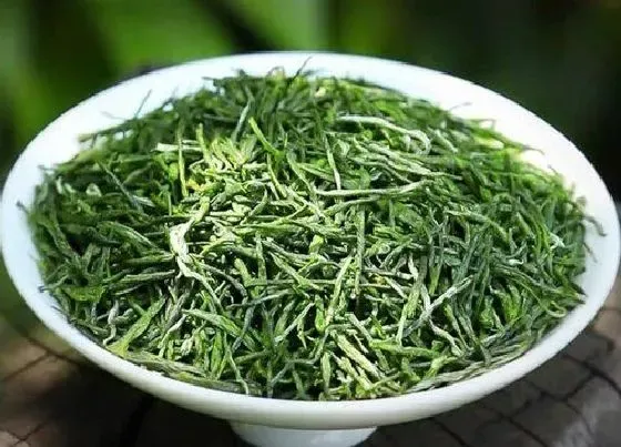 植物常识问题|信阳毛尖属于什么茶类 手工茶制作过程