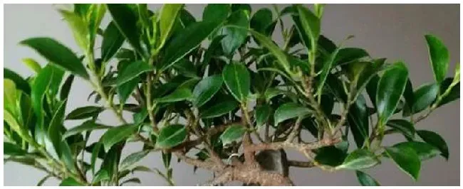 榕树的特点和作用 | 农业答疑