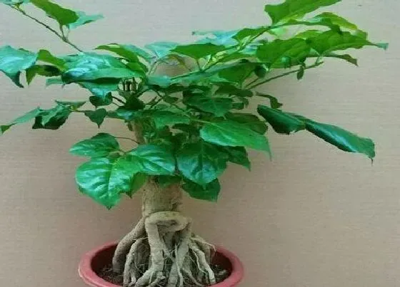 植物常识问题|大量落叶的幸福树怎么拯救