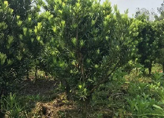 植物常识问题|家门前种什么树比较旺财 家门口栽什么树镇宅风水好