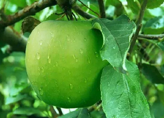 植物常识问题|苹果有哪些品种（排行榜前十名） 都什么时候成熟