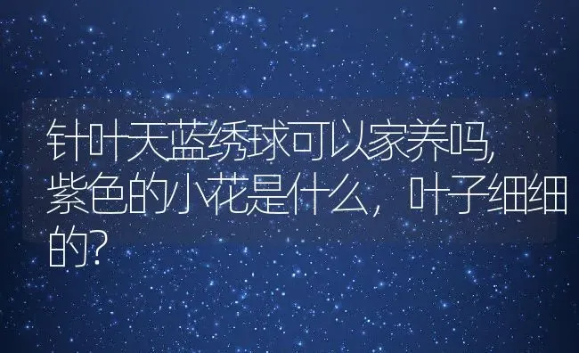 针叶天蓝绣球可以家养吗,紫色的小花是什么，叶子细细的？ | 养殖常见问题