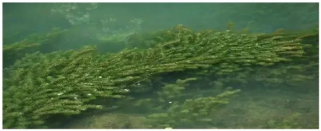 黑藻是什么植物 | 科普知识