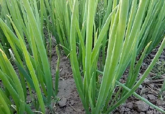 植物常识问题|影响大葱产量的因素有哪些（大葱怎样栽培管理产量高）