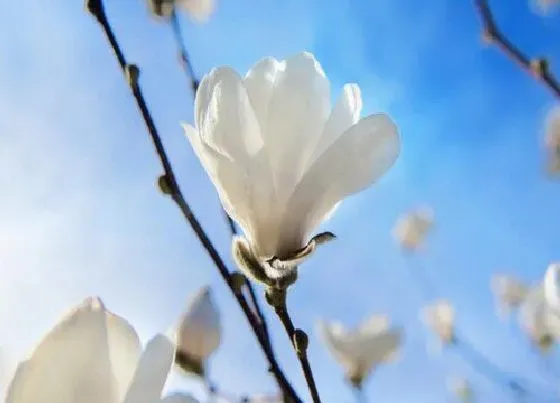 植物常识问题|家门前种什么树比较旺财 家门口栽什么树镇宅风水好