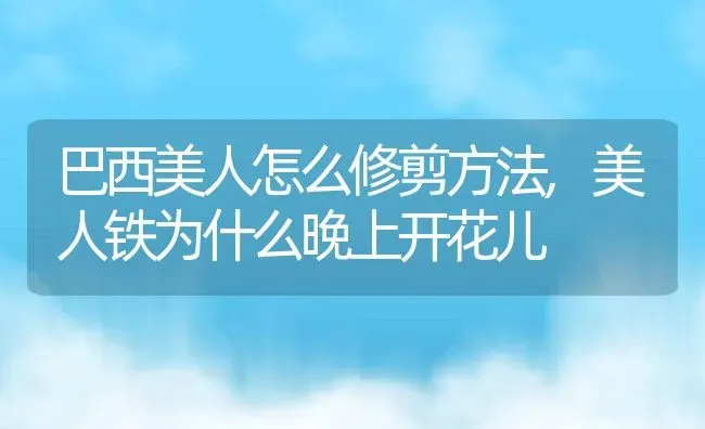 巴西美人怎么修剪方法,美人铁为什么晚上开花儿 | 养殖常见问题