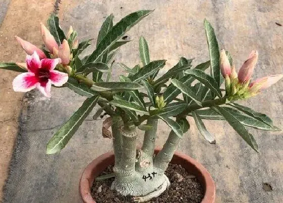 植物常识问题|用什么养护沙漠玫瑰越养越旺