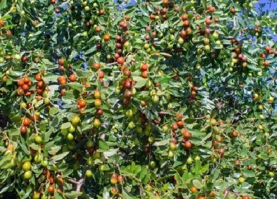 植物常识问题|家门前种什么树比较旺财 家门口栽什么树镇宅风水好